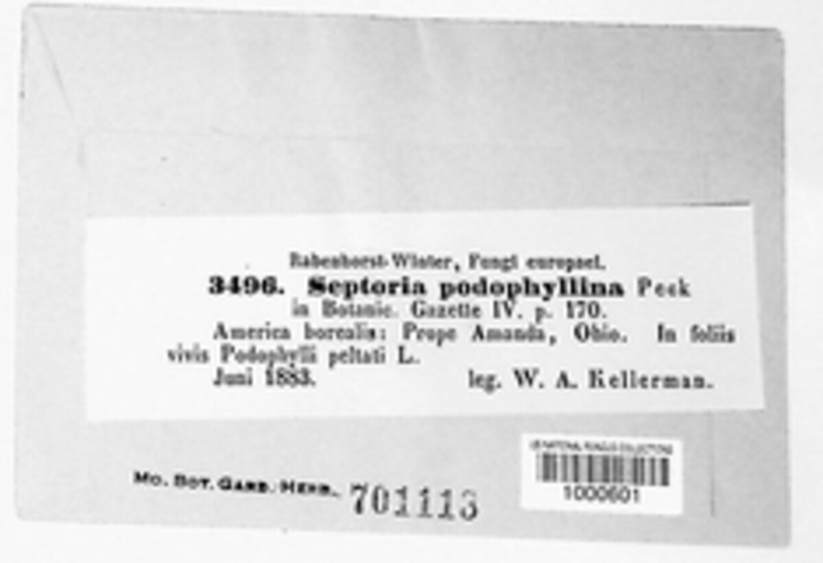 Septoria podophyllina image